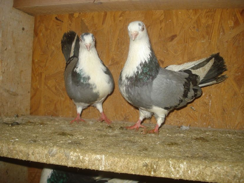  - 3 Jucatori de Galati pe albastru