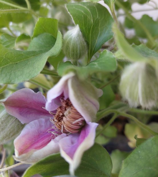  - Clematita Dr Ruppel