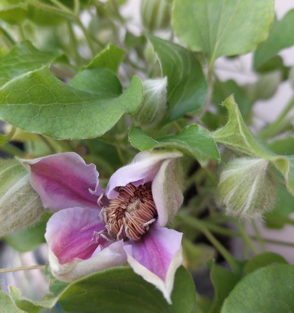  - Clematita Dr Ruppel