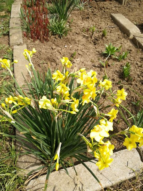  - Flori de grădină-2022