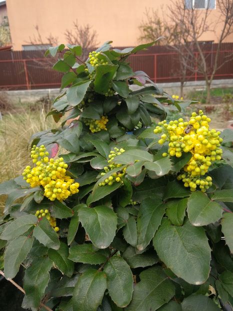  - Flori de grădină-2022