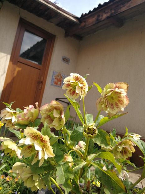  - Flori de grădină-2022