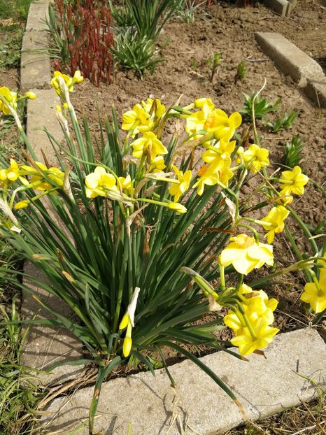  - Flori de grădină-2022