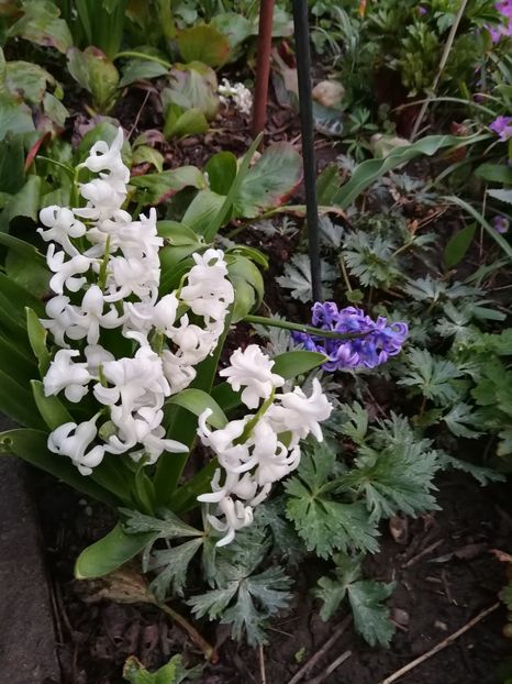  - Flori de grădină-2022