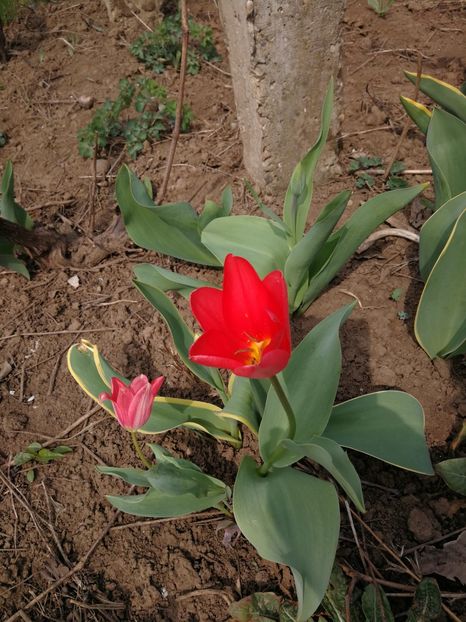  - Flori de grădină-2022