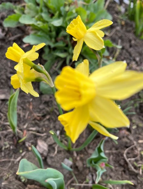 8105D6D4-F14C-450D-882E-4AC163A10472 - Narcise 2021 2022