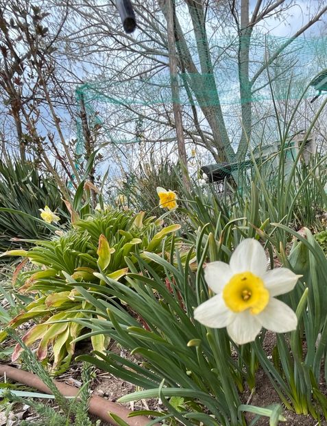 FD1CAAB6-A335-4390-8306-0F8924EA842A - Narcise 2021 2022