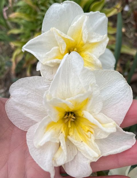 Lemon beauty - Narcise 2021 2022