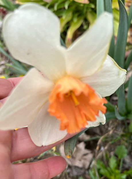 8B3C1DB3-F31A-4256-85C7-D89F1A04E002 - Narcise 2021 2022