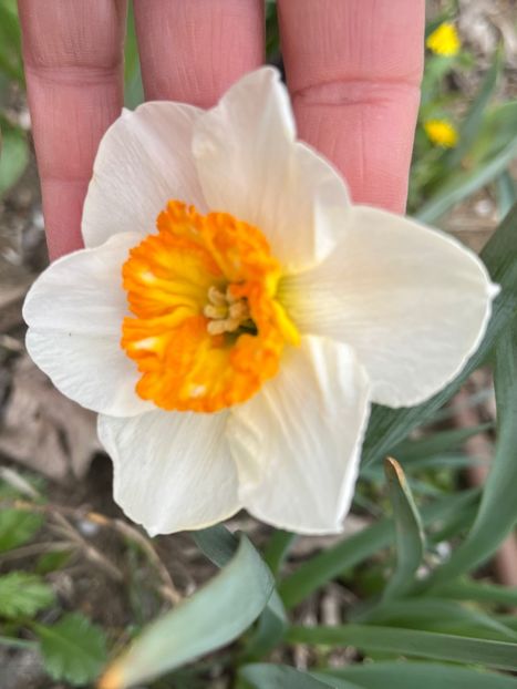 DCB116D0-4699-450C-BE7E-BBACB42DF74A - Narcise 2021 2022