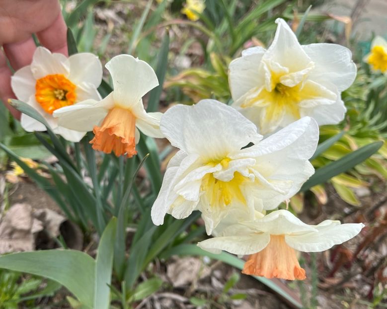 DBA181D6-FC3E-47E7-A6E2-8C69372F8E50 - Narcise 2021 2022