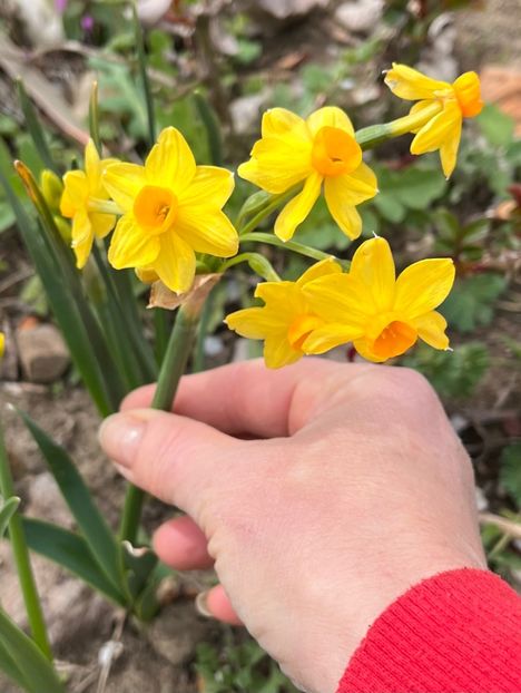 A3FD29B3-A281-476C-ABF6-315CE34FAF61 - Narcise 2021 2022