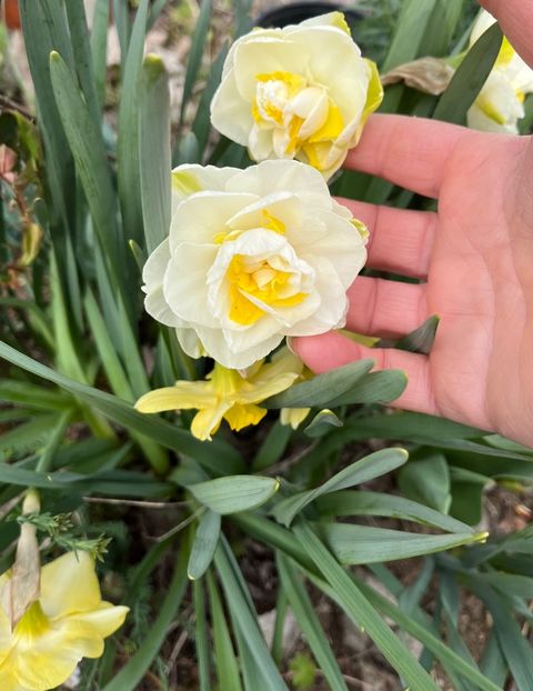 35A341EB-A028-4E61-AEE9-A9095FD71363 - Narcise 2021 2022