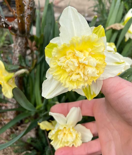 7EDAA078-5A51-4AF5-9752-B7CA90E43A9C - Narcise 2021 2022