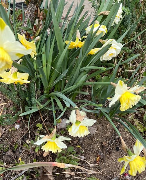 7E11F62B-2DF4-4231-AEB2-3DBC30C1A2F6 - Narcise 2021 2022