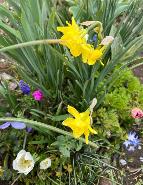 6970E1A1-95D4-47FB-A10A-BE779EF59316 - Narcise 2021 2022