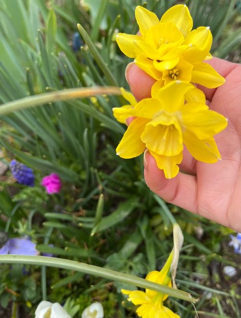 BB94D695-BFA0-42F5-93DD-1A07431337D8 - Narcise 2021 2022
