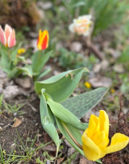 975FDFBB-B219-4609-8CA5-3EC1DEAD5C10 - Narcise 2021 2022