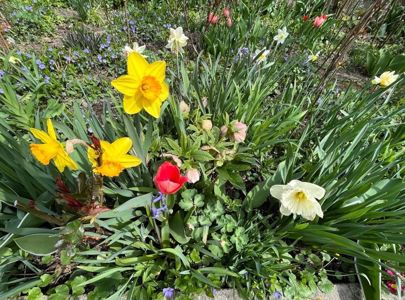 21494620-9894-4C4D-B505-6C63F65FAB55 - Narcise 2021 2022