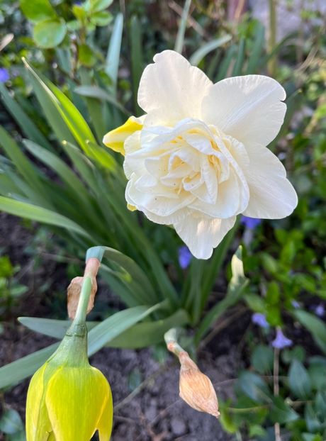 C8F9EBCA-D0CE-42A6-B565-59C1144B6676 - Narcise 2021 2022