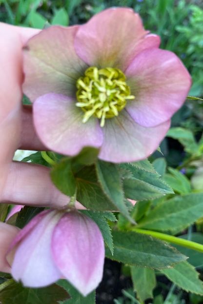 1A23AACD-E098-4082-8647-EEE9BBF9E9F1 - Spanz 21 22