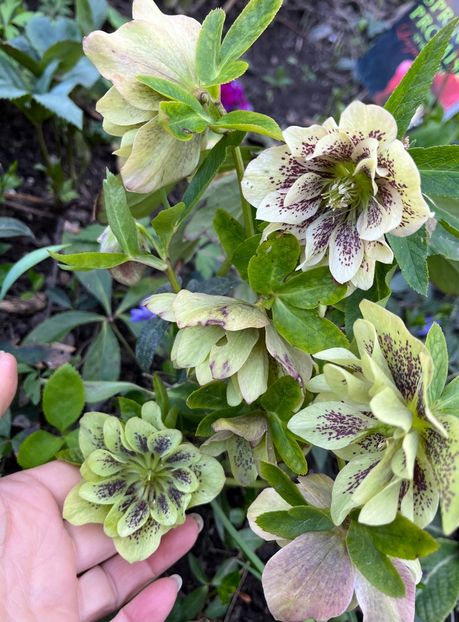 E7031DCB-CC4C-43C7-888B-2A13958CB2D8 - Spanz 21 22