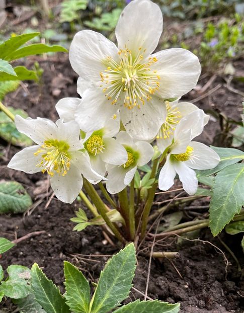 DE89D849-AB5E-4478-BCBE-A747C08449E9 - Spanz 21 22