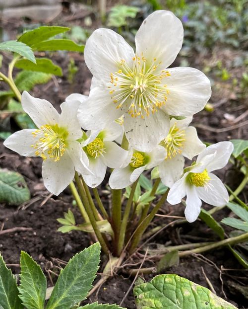 ED35DF7F-6447-483C-9763-B16C367B84BD - Spanz 21 22