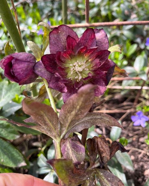 DAD1FCA6-3EF0-4550-B0E0-AE847D966402 - Spanz 21 22