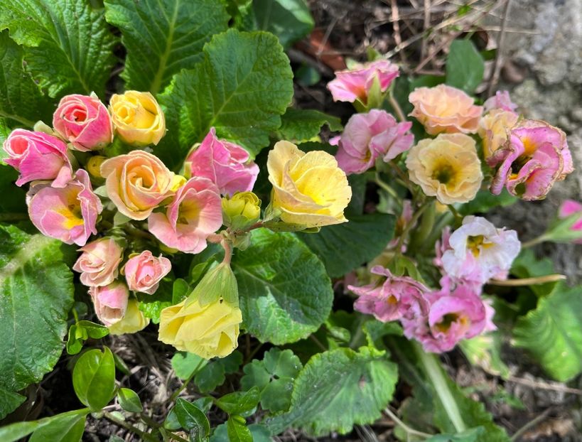 DA219C01-221D-4515-8E56-FA678481EDE5 - Primule 21 22 23 24