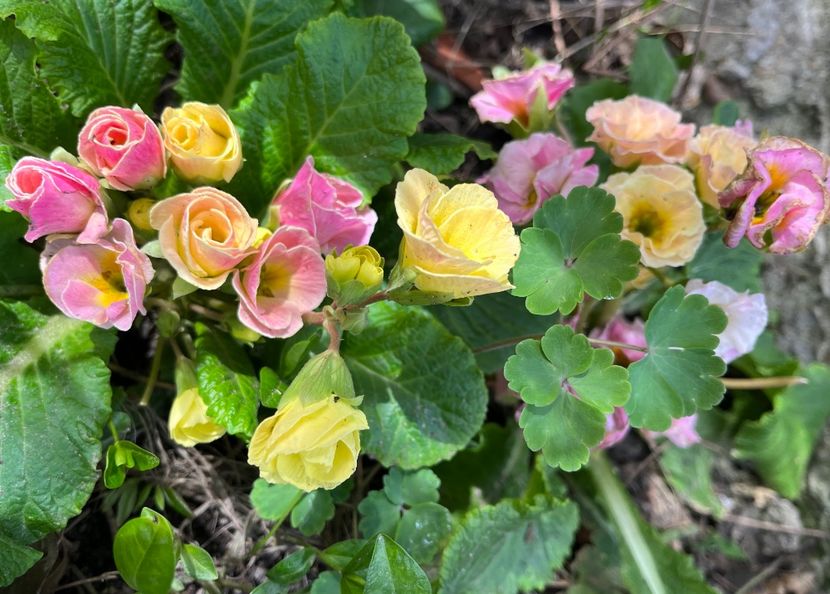 D5C0A07E-5CB3-4830-B520-6BF148625898 - Primule 21 22 23 24