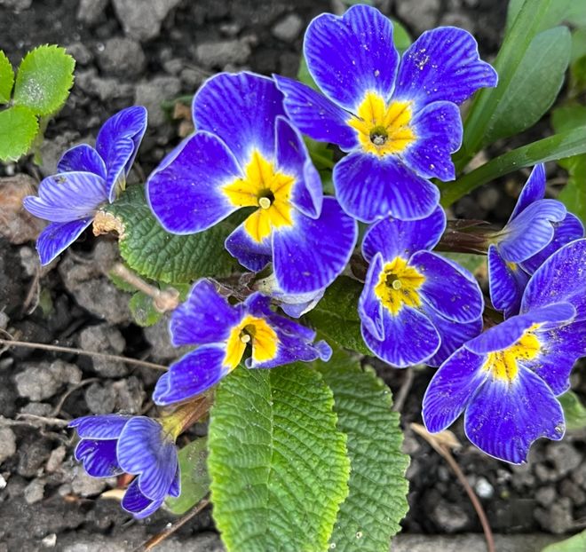 2B15F83F-C80B-4BC8-9324-9B30156AD2DE - Primule 21 22 23 24