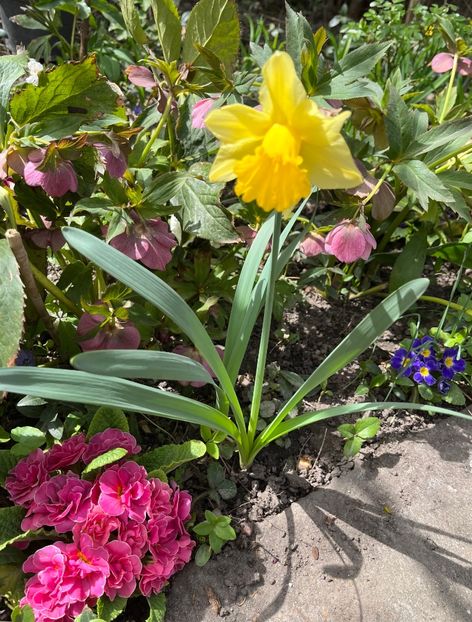 716B01BB-7DFB-4D4F-8D2B-ED3D9DFF5179 - Primule 21 22 23 24