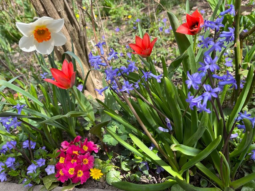 D1801EB0-9B89-44F1-B184-46B5D5A55421 - Primule 21 22 23 24