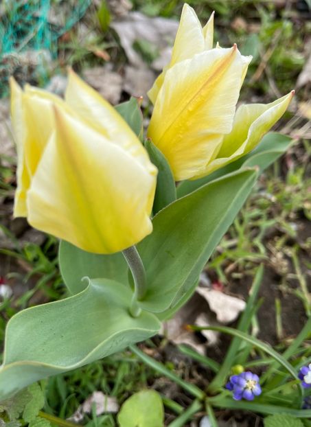 5A9976DF-EBED-4335-BEBB-0B8391B15191 - Lalele 2022