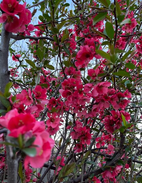 D8C07DE0-6B49-4E5E-828F-E5093E6C0BD3 - Arbuști 2021-2023