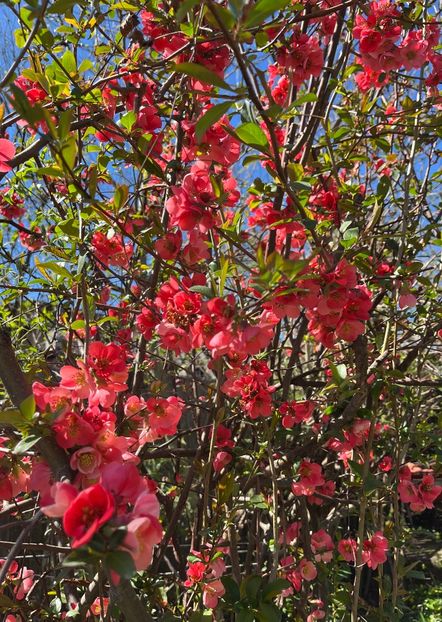 57D66DB8-CC73-4A68-B8CF-B43EDE5EAB5F - Arbuști 2021-2023