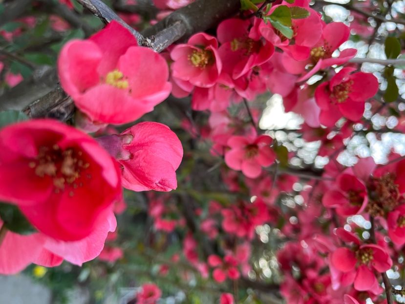 2874BAF9-FD32-494B-A533-BDF05D4082B1 - Arbuști 2021-2023