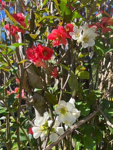 E477E863-C8B7-4E7F-816E-4079C159A28B - Arbuști 2021-2023