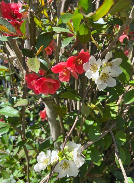 23C782BC-D9E1-4F13-B29F-D05B1BDA4CD8 - Arbuști 2021-2023