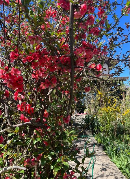 7B6E34FA-5CE0-4C8D-89C1-82A06ED481DB - Arbuști 2021-2023