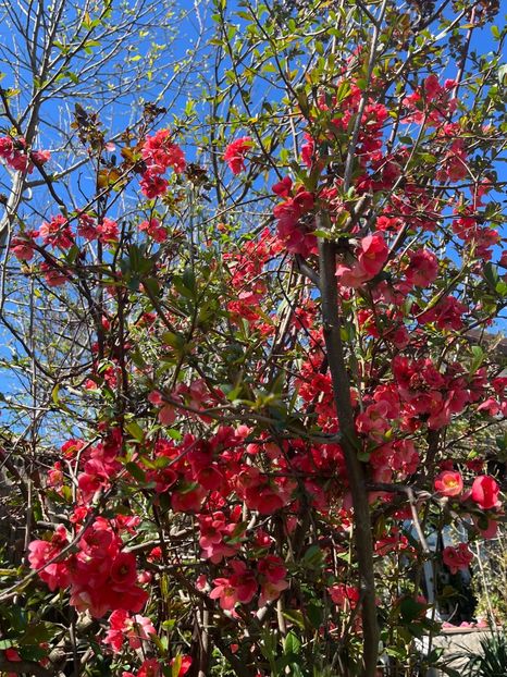 94C9589B-D2AC-431B-877C-83A4D52AA902 - Arbuști 2021-2023