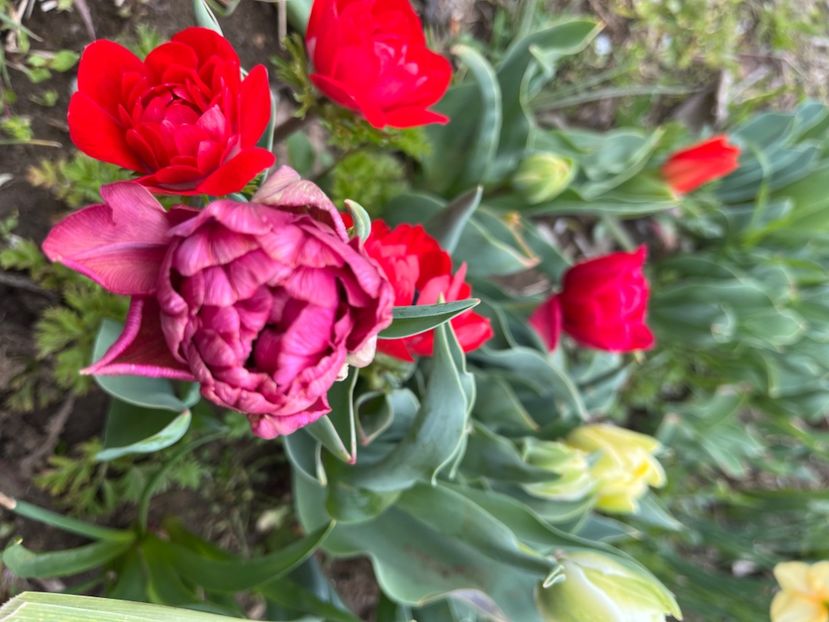 45BA65EF-AB16-4BCD-9BDC-321AF508DB0B - Anemone