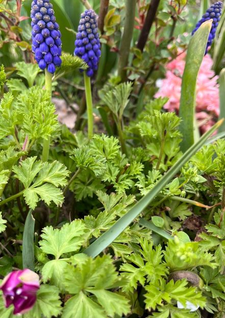 3EA5E587-54FA-49B6-8BA2-1FB295E5A2E0 - Muscari 2018 2021