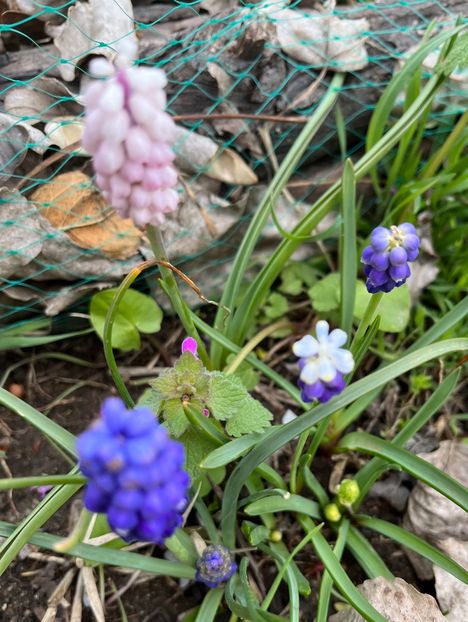 FB592284-28F0-4A4A-9E5F-CE79D5184388 - Muscari 2018 2021