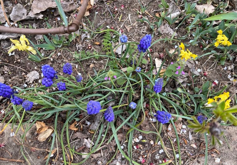 5DDDBF7D-B7CF-4EA5-951E-AFBC4D767F3B - Muscari 2018 2021