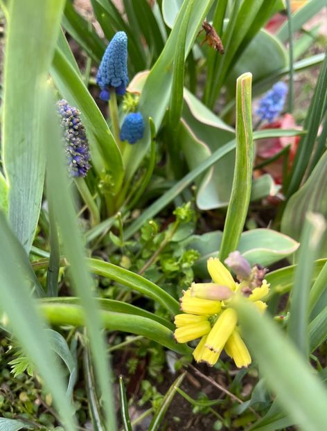 0FA976E3-E4A8-4DE5-815A-F3438B1D3985 - Muscari 2018 2021