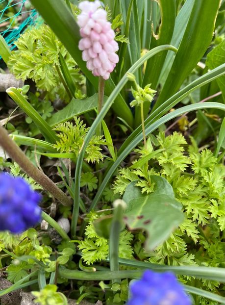 0B75FB87-10EC-4904-91C5-37BECC56952A - Muscari 2018 2021