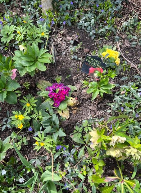 9961F185-44CE-4FE8-A34D-D0EE9AF7726E - Primule 21 22 23 24