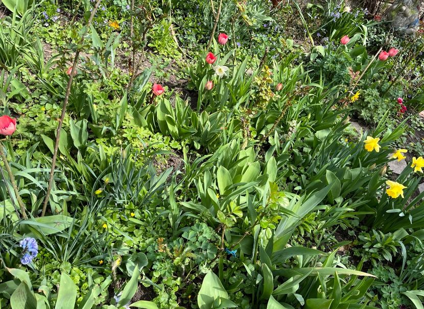 D6B10887-C01B-466F-887D-416313E2EF0D - Martie 2021 aprilie 22